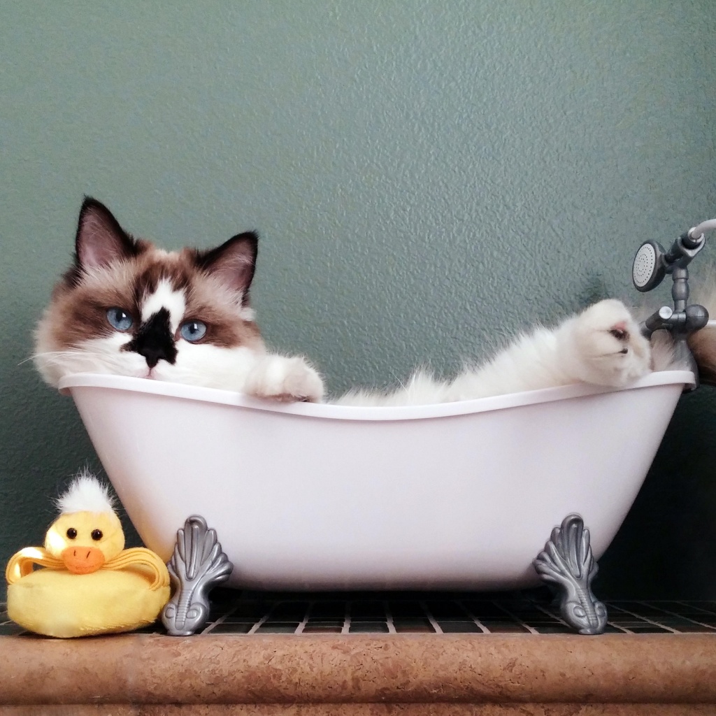мытье кота.jpg