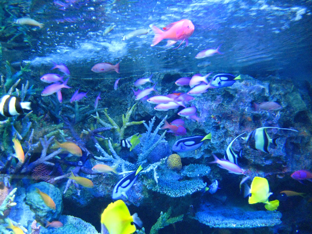 аквариумный декор.jpg