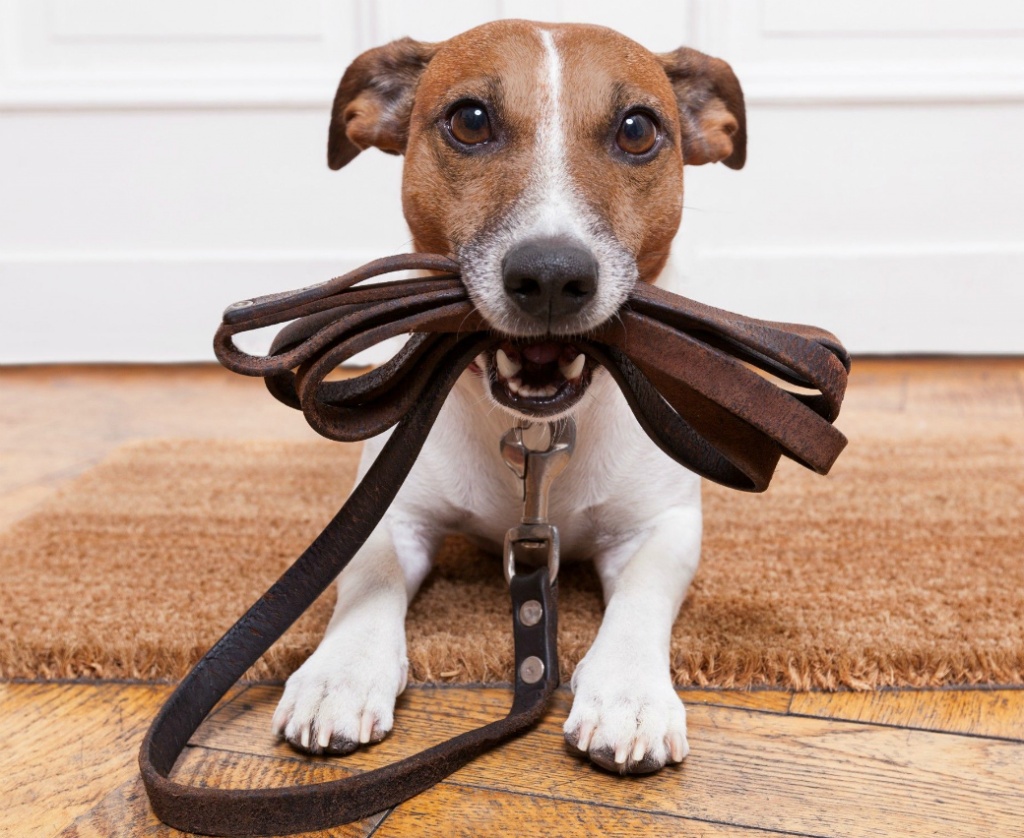Читать онлайн «Игрушки для собак своими руками», Роланд Бергер – Литрес