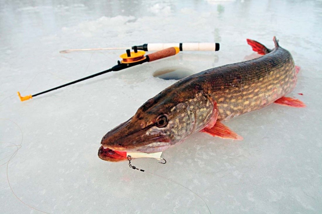 Зимняя удочка: выбор снасти для подледной рыбалки
