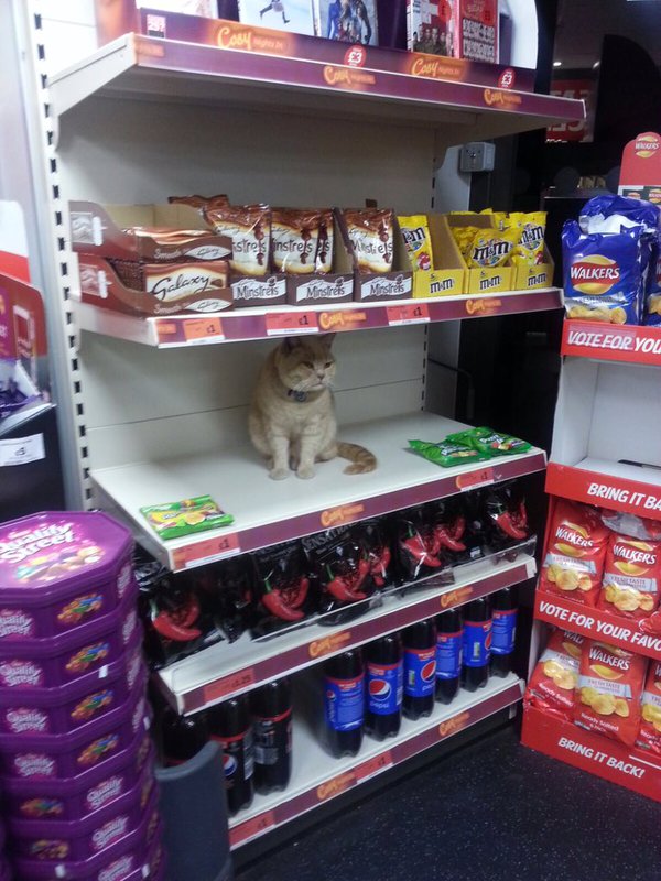 кот в супермаркете.jpg