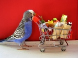Птичий шоппинг: обустраиваем клетку попугая!