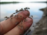 Как спастись от комаров на дачном участке?