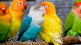 Птица-говорун: удивительные факты о попугаях
