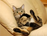 Кошкин хвост: учимся распознавать настроение животного по хвосту