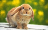 Ушастый друг: особенности ухода за декоративным кроликом