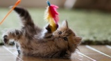 Кошачьи радости: игрушки для кошек