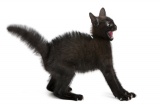 Почему кошки боятся пневматических дрелей: причины кошачьих фобий