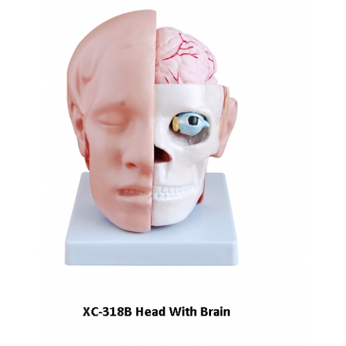 Купить Анатомия. Голова с мозгами арт.XC-318B в интернет-магазине Ravta – самая низкая цена