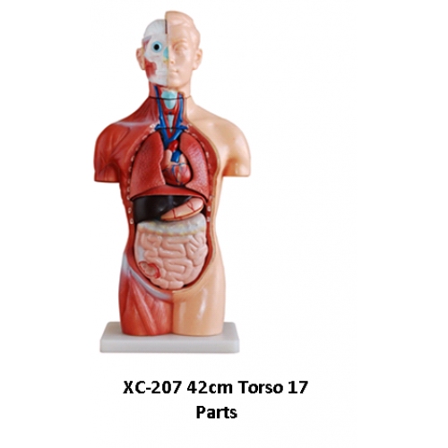 Купить Анатомическая модель Торс человека большой 42 см (XC-207) в интернет-магазине Ravta – самая низкая цена