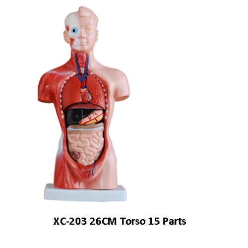 Купить Анатомия. Торс Малый 26 см. 15 частей арт.XC-203 в интернет-магазине Ravta – самая низкая цена