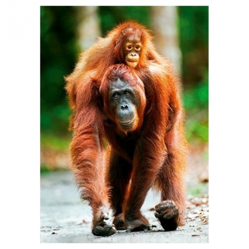 Купить Trefl. Пазл 1000 арт.10514 Орангутан, сер."Nature" в интернет-магазине Ravta – самая низкая цена