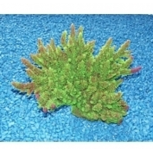 Купить Коралл искуств. "Triton", мягкий, 29х21х17 см SH-056 (G) (К-Й) в интернет-магазине Ravta – самая низкая цена