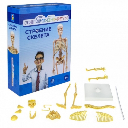Купить Экспериментариум Т17574 Набор "Строение скелета" в интернет-магазине Ravta – самая низкая цена