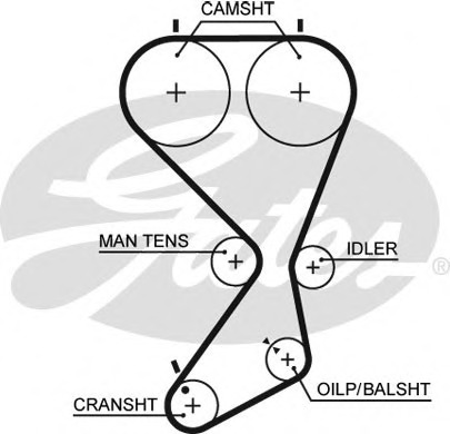 5556XS GATES Ремень ГРМ